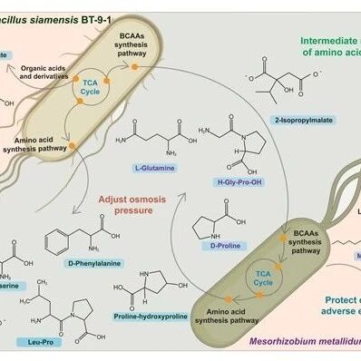 西北农林科技大学揭示根瘤内生菌帮助根瘤菌适应盐碱胁迫机制