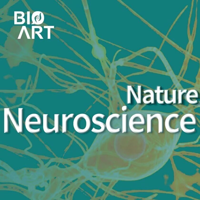 Nat Neuroscience 封面 | 舒友生团队发现轴突棘（Axonic spine）在脑信息处理中的“路由器”功能