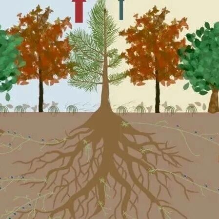 外生菌根真菌“双面”调控凋落物分解：碳氮比是关键开关