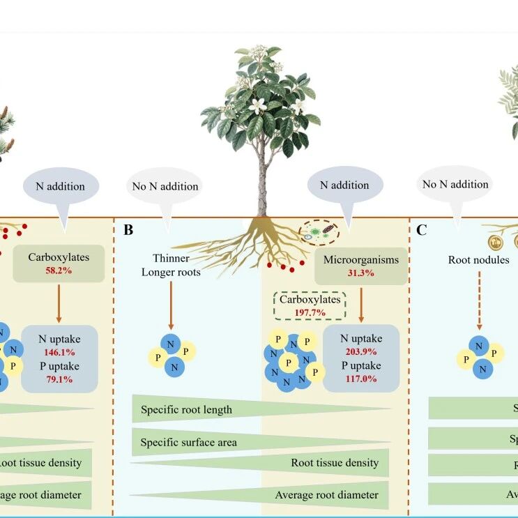 Plant and Soil | 鼎湖山站阐明亚热带常见造林树种养分获取策略的协同-权衡机制
