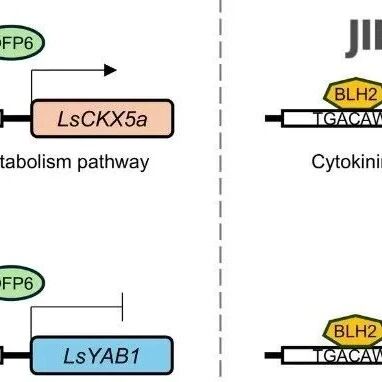 JIPB | 河南农业大学安光辉教授团队揭示OVATE家族蛋白调控生菜株型的机制