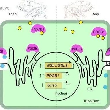 JIPB | 水稻与稻飞虱的“攻防战”：中国水稻研究所有害生物防控技术创新团队揭示植物筛管防御新机制及害虫的反制策略