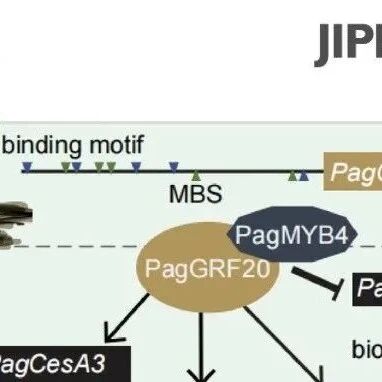 JIPB | 北京林业大学谢剑波团队揭示转录因子通过“转录激活-蛋白互作”双重策略协调木材形成
