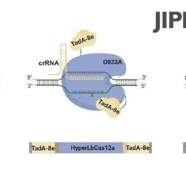 JIPB | 安徽农业大学联合安徽省农科院提升植物Cas12-ABE碱基编辑系统效率