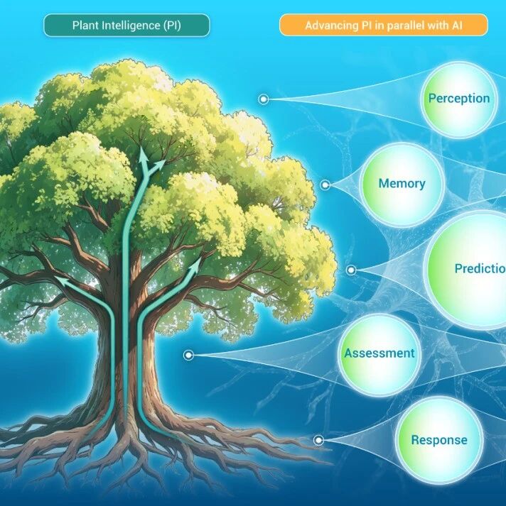 The Innovation Informatics | 在人工智能AI大潮中另辟蹊径推动与其并行的植物智能PI研究