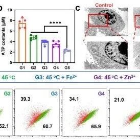 苏州大学《JACS》：GelMA磁性微球助力磁热免疫治疗，增强肝癌栓塞疗效