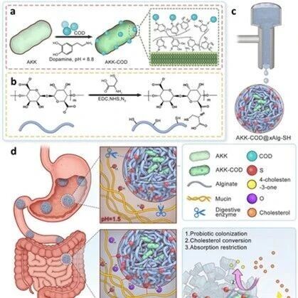 Adv Sci：中山大学黄榕康等团队开发新型的水凝胶微球，实现肠道源头脂质代谢调控