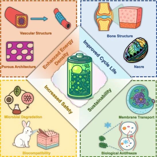 华北电力大学吕玮/徐超&中南大学雷永鹏Advanced Powder Materials：仿生电化学构建水系锌离子电池革新的系统性框架