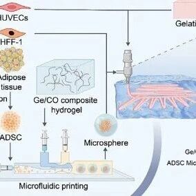 GelMA为基，一步成型！《Advanced Science》：3D打印皮肤类器官加速伤口愈合