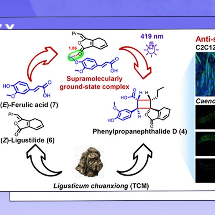 【JACS】暨南大学：传统中药川芎盲区成分研究取得突破，发现新结构类型苯酞“苯丙素苯酞”，为肌少症治疗提供全新药物分子骨架