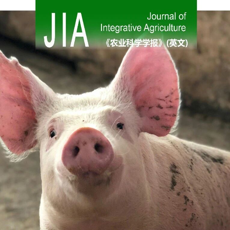 JIA优先上线 | 西北农林科技大学庞卫军团队提出基于代谢极化的猪精子性别分选新策略