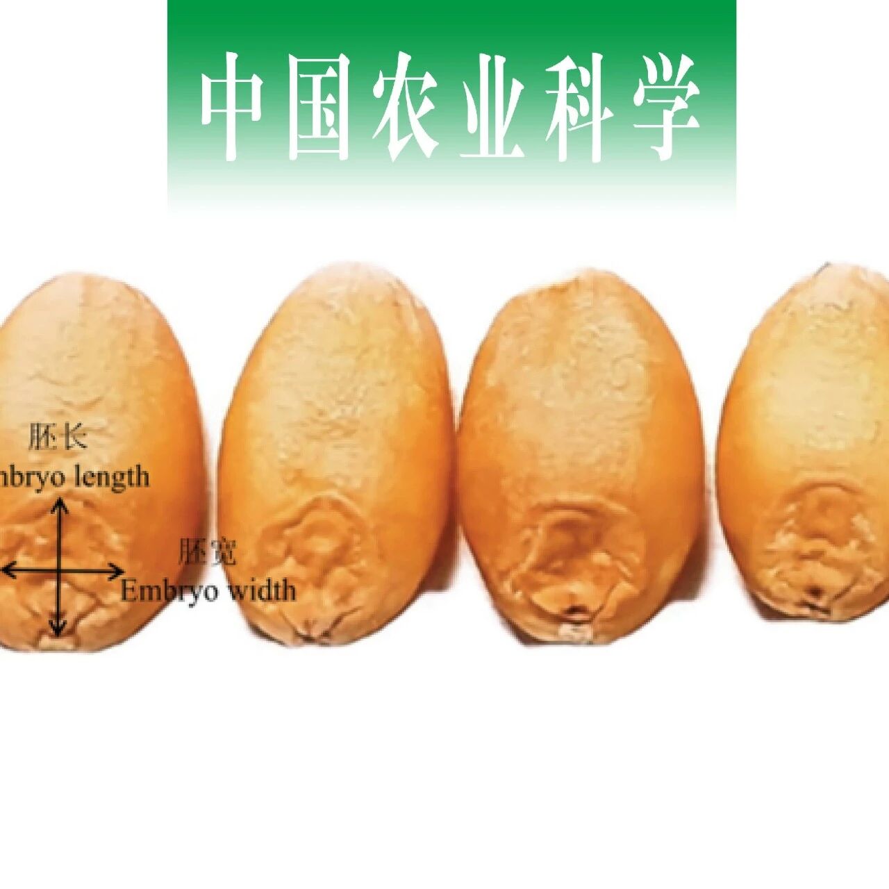 中国农业科学｜四川农业大学马建教授课题组：基于GWAS的中国地方小麦成熟胚大小位点的鉴定及其遗传效应解析