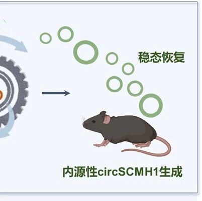 Brain｜东南大学姚红红团队揭示了单剂量外源circSCMH1通过m6A甲基化修饰诱导内源性circSCMH1持续生成的自我维持机制