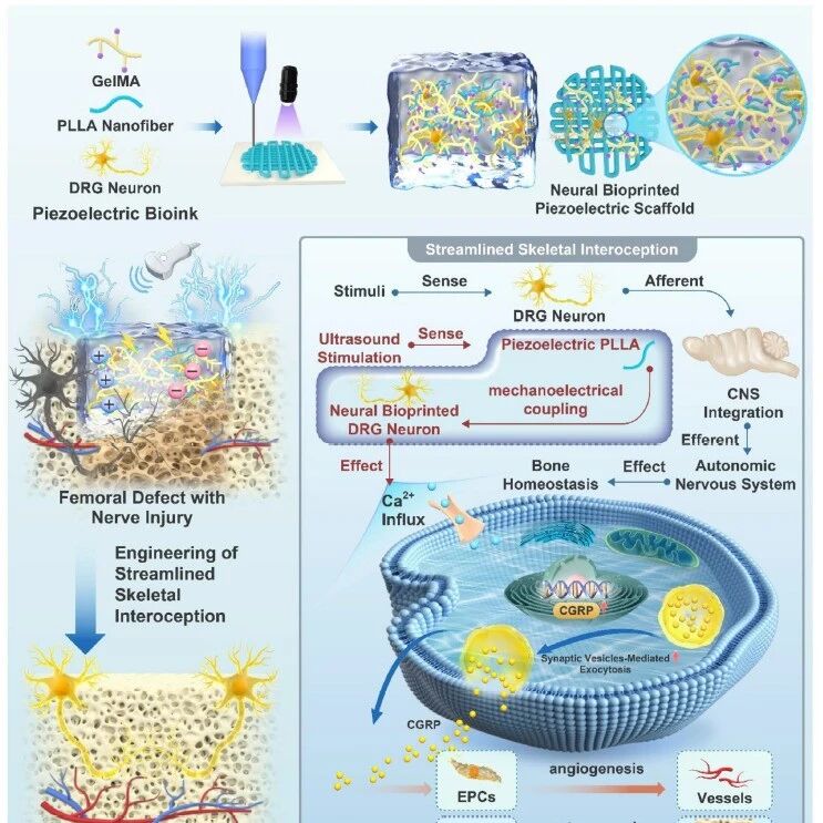 上海交通大学《Advanced Science》：用于神经血管化骨再生的神经生物打印压电支架