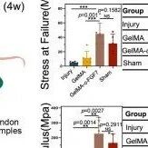 浙江大学茵梓，陈晓教授团队《Nature Communications》： FGF7是肌腱组织再生因子