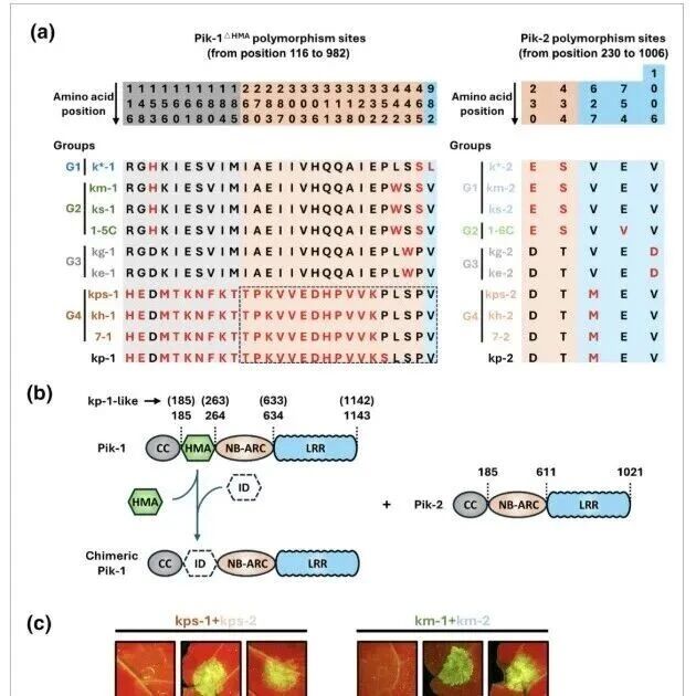 【New Phytologist】突破植物免疫工程瓶颈：研究筛选出新型NLR通用底盘，攻克自激活难题