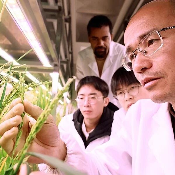 《Nature》子刊（IF=32.9）报道湖南农业大学教授团队研究成果，让稻田少“生气”多产粮