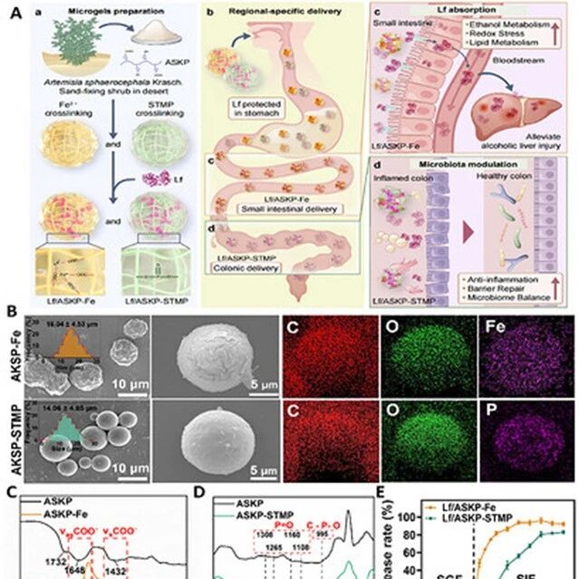 Adv Sci：微凝胶平台实现乳铁蛋白肠道位点特异性递送，提升其生物利用度以靶向缓解肝损伤和结肠炎