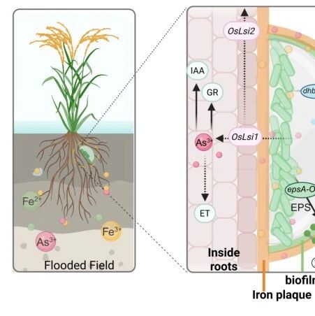 New phytol.｜中国农业科学院苏世鸣研究员团队发现强化水稻根表铁膜-生物膜天然屏障实现降砷增产新机制