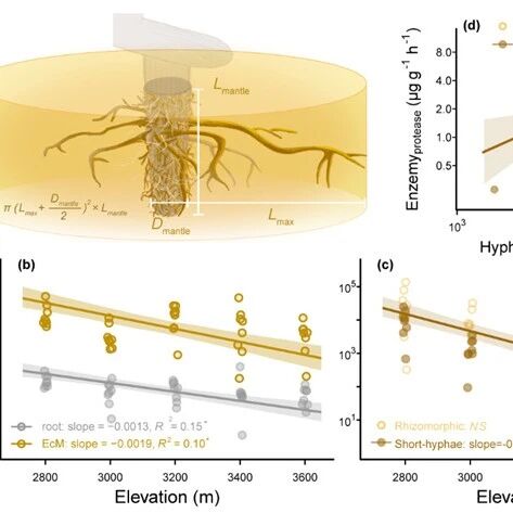 中国科学院地理资源所马泽清团队《New Phytologist》最新研究成果！提出外生菌根形态与觅食空间理论框架