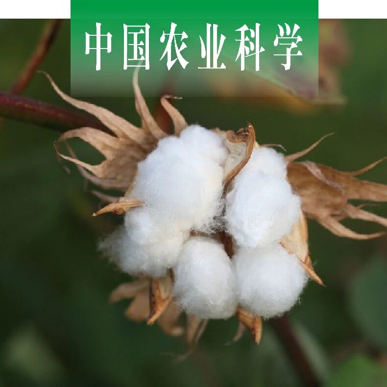 中国农业科学｜石河子大学张新宇课题组：棉花黄萎病菌β-葡萄糖苷酶基因的鉴定及其在致病中的功能