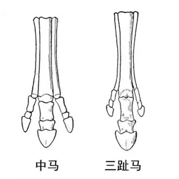 踮起中趾奔跑，这竟然能减震？