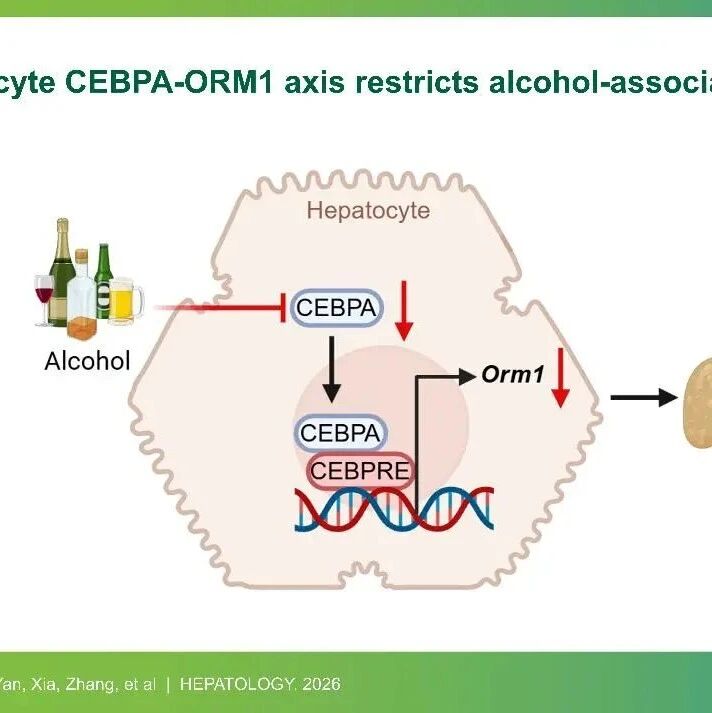Hepatology｜中国药科大学郝海平/颜婷婷团队在酒精性肝病脂质代谢调控机制研究中取得新进展