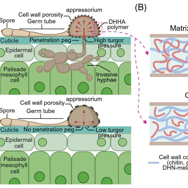 东北地理所李伟强研究员受邀在《Trends in Plant Science》发表亮点评述文章！