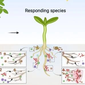 Trends in Microbiology  | 南土所陈晏副研究员团队，土壤化学遗留：植物-土壤反馈中的“隐蔽操控者”研究取得新进展