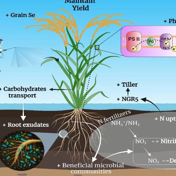 Trends in Plant Science  | 新疆生地所研究揭示纳米硒如何协调植物-微生物群落系统以实现可持续作物生产