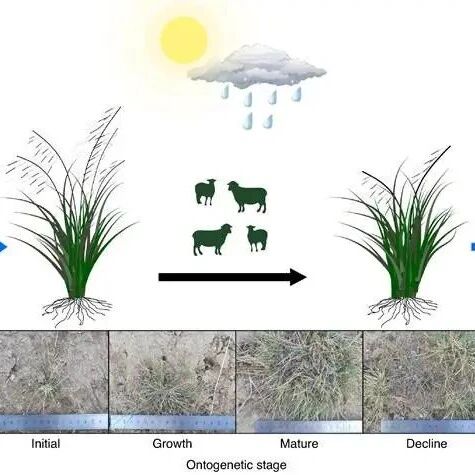Annals of Botany 丨 兰州大学侯扶江团队在放牧调控植物种群结构及种群-群落关系方面获新进展