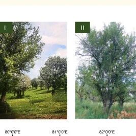 新疆生地所发文揭示干旱梯度主导天山野果林表土微生物群落构建