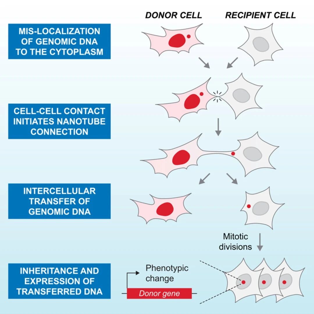 Cell | 人类细胞之间竟然能直接“交换DNA”!基因组不稳定开启全新细胞交流方式