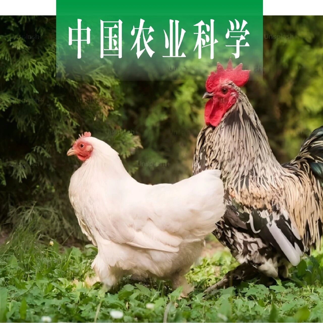 中国农业科学｜宁夏大学动物科技学院张娟教授课题组利用全基因组重测序揭示静原鸡羽色的遗传机制