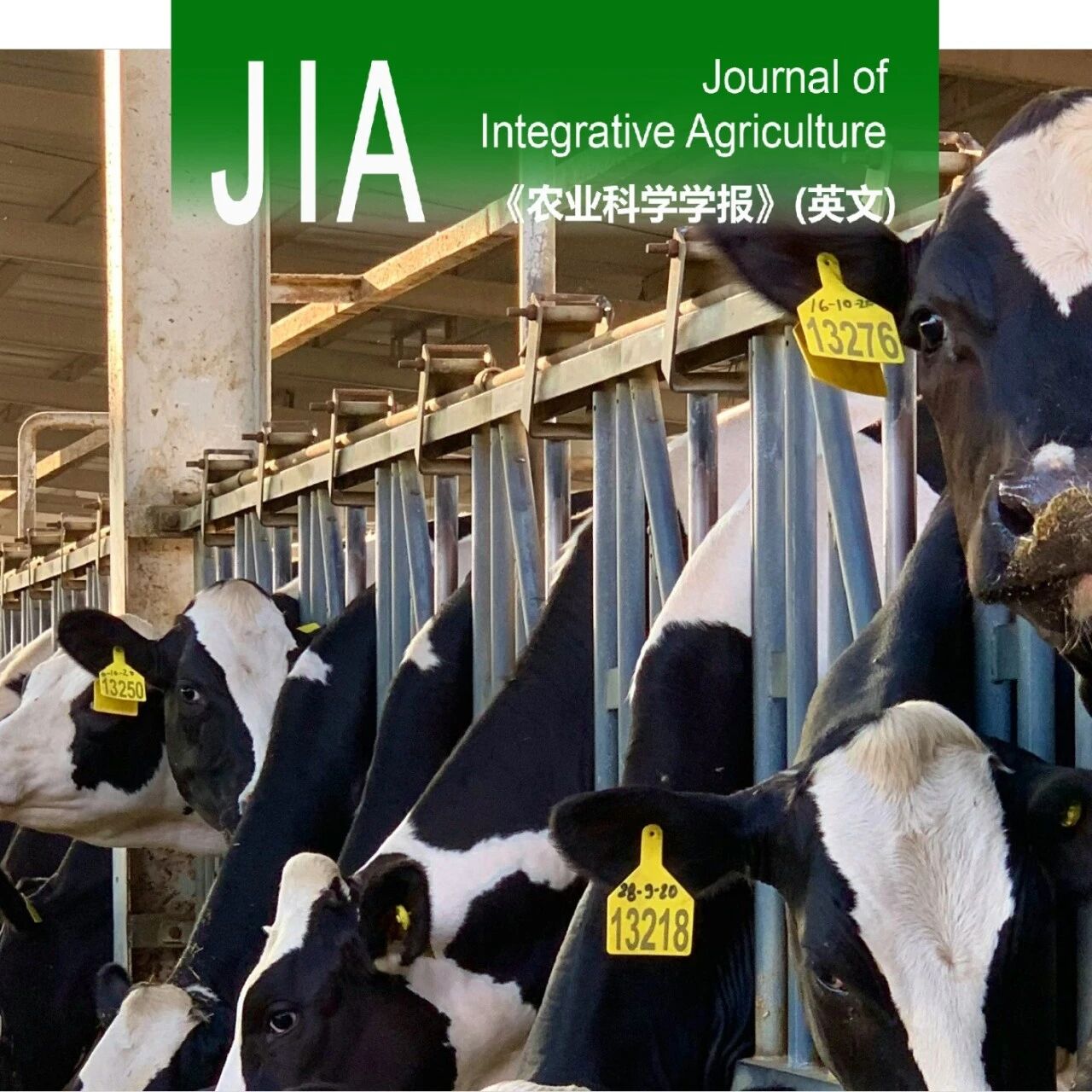 JIA | 中国农业科学院吴建寨团队提出：奶牛关键点检测与运动特征分析，为早期跛行识别带来新方法