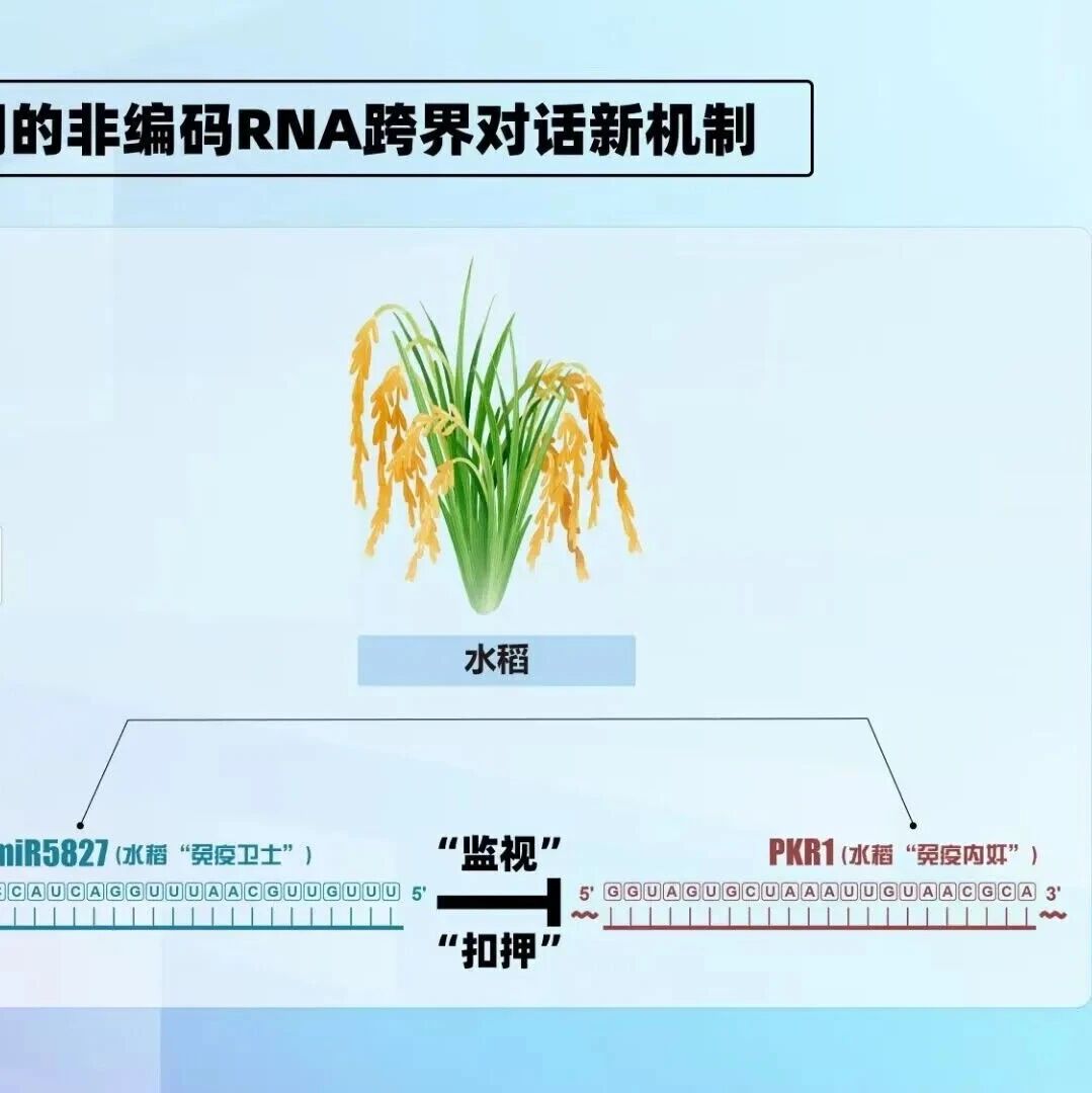 文献解读 | Nature：四川农业大学陈学伟团队在作物与病原菌“对话机制”研究上取得新突破