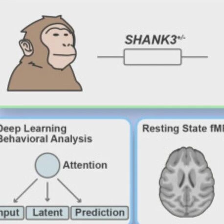 Neuron | 深圳先进院路中华团队与合作者利用突变食蟹猴揭示与SHANK3相关孤独症谱系障碍的行为表型及生物标志物