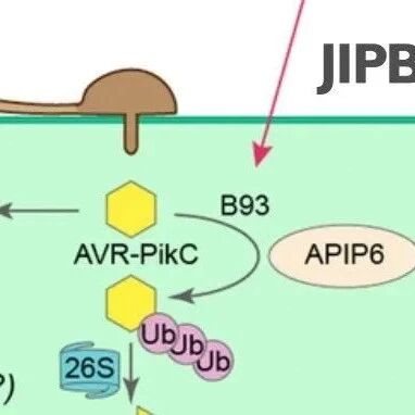 JIPB | 中国农业大学植物保护学院刘俊峰团队利用“分子胶”策略开发新型杀菌剂