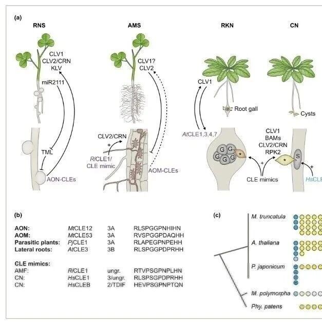 【New Phytologist】植物生物互作中的 CLE小肽
