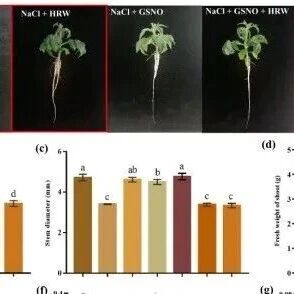 PBJ | 氢气力量大揭秘！番茄“呼吸”氢气提升耐盐性，甘肃农业大学研究团队找到关键开关