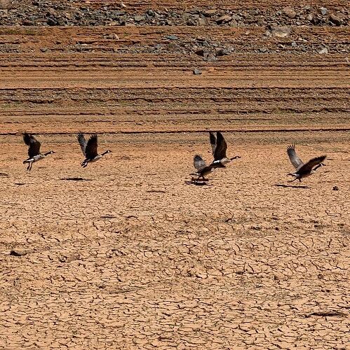 Journal of Animal Ecology | 干旱对陆生鸟类个体和种群的影响受不同生物性状及生境条件的调节