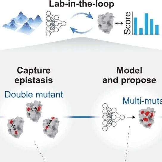 蛋白质工程的“一步到位”革命：《Science》实现百倍性能跃升