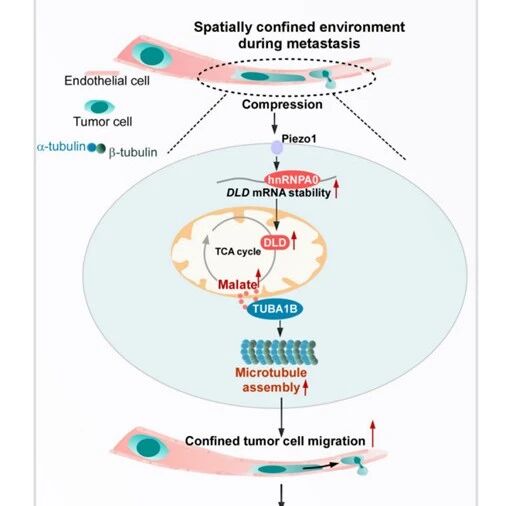 Cell Res｜生物化学与细胞生物学研究所杨巍维组与合作者揭示机械力介导的能量代谢重塑驱动肿瘤转移新机制