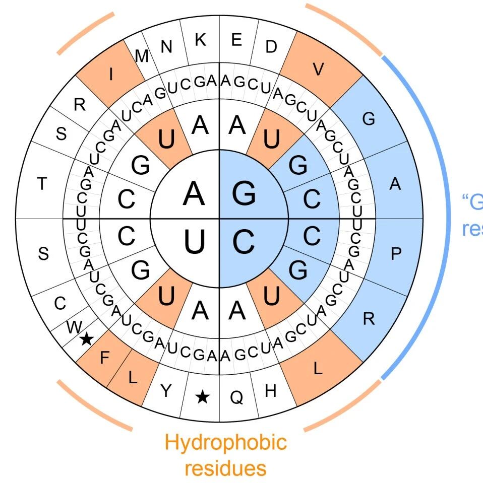 Molecular Cell｜浙江大学张汕团队发文揭示细胞微蛋白的折叠与稳定性图景