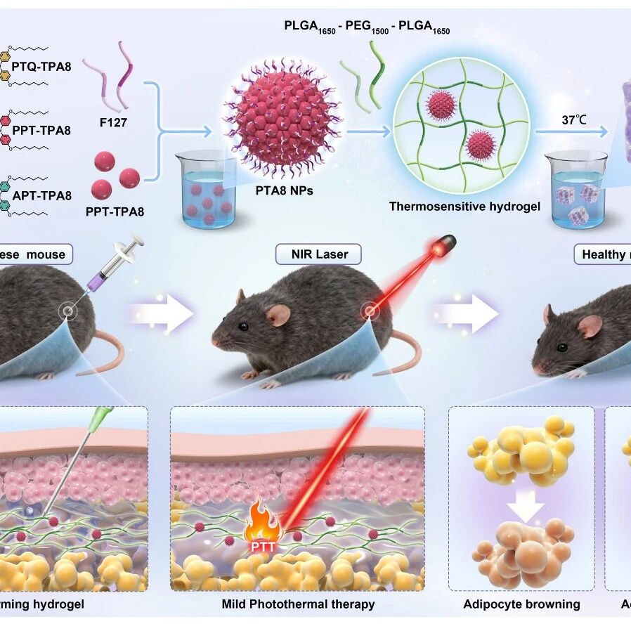 港中大（深圳）唐本忠院士团队 ACS Nano：可注射NIR-II水凝胶实现荧光成像引导的肥胖局部精准治疗