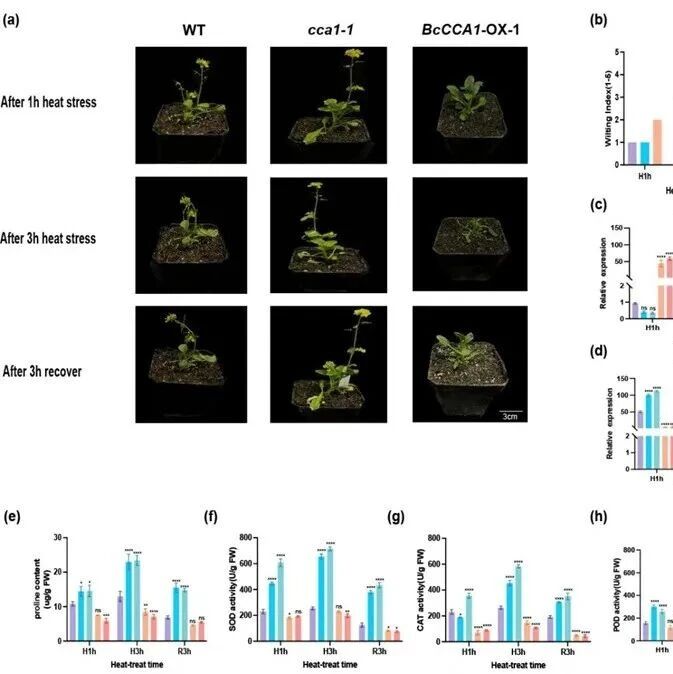 南京农业大学破解不结球白菜耐热密码，揭示生物钟调控新机制