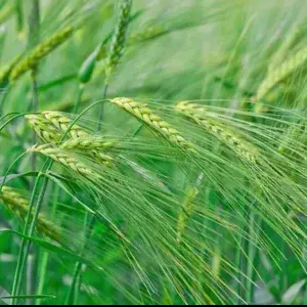 Nature | 国内首篇小麦泛基因组揭示结构变异驱动适应性进化和育种改良