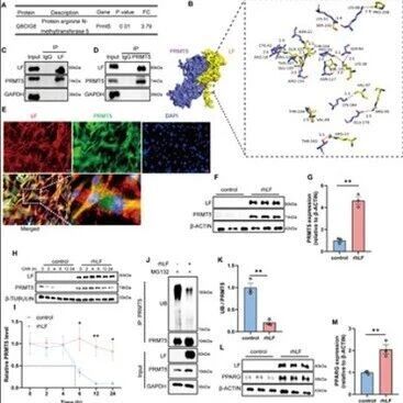 Adv Sci：生命早期的“代谢编程”：中国农业大学张雅丽团队发现哺乳期乳铁蛋白缺失是导致成年肥胖的关键因素