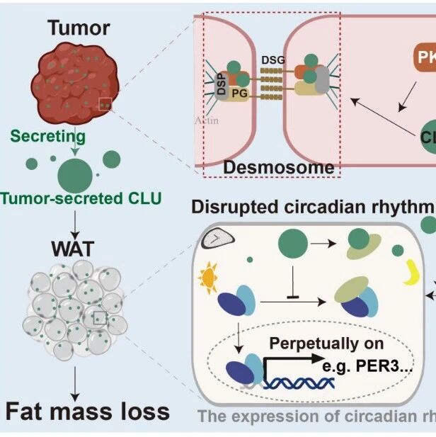 EMBO J丨南京医科大学陈礼明团队发现乳腺癌恶病质新机制和潜在治疗靶点