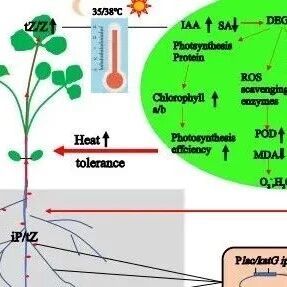 PCE | 西北农林科技大学草业与草原学院杨培志教授团队揭示工程根瘤菌调控细胞分裂素合成增强紫花苜蓿耐热性的分子机制
